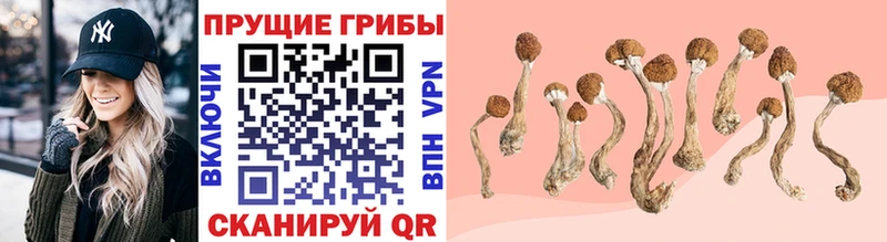 цены наркотик Кудымкар МЕГА ONION Галлюциногенные грибы Psilocybe